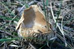 PICTURES/Woods Canyon Lake/t_Cool Shroom3.JPG